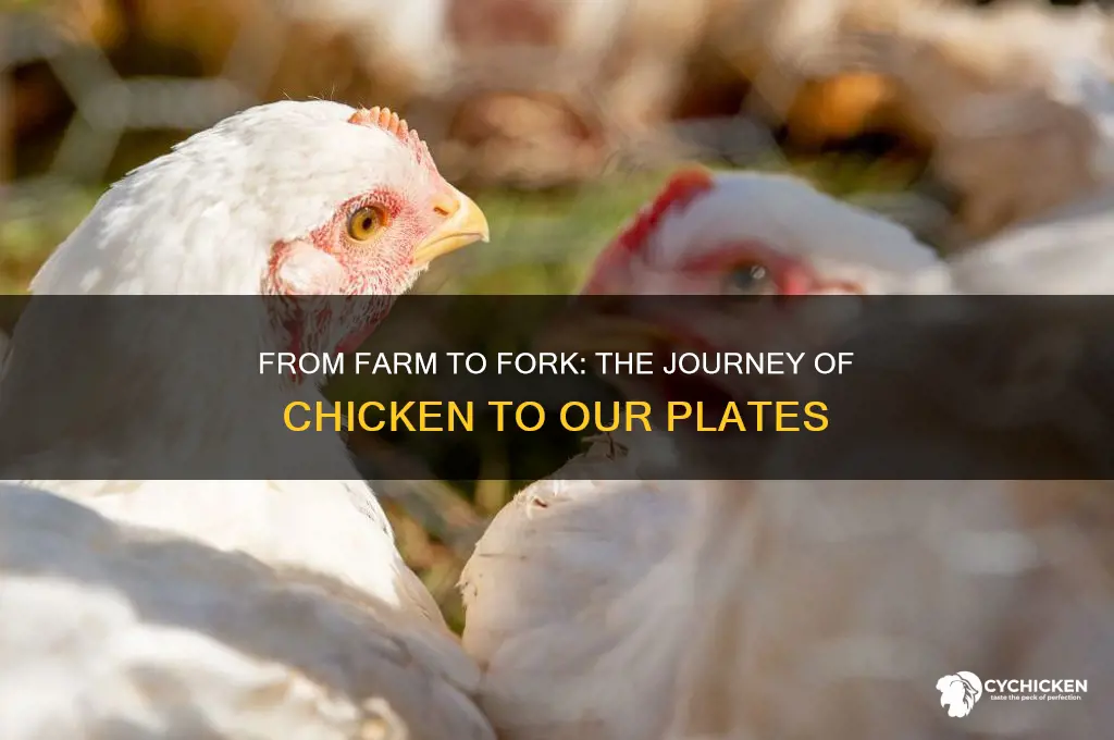 how does chicken end up on our plates