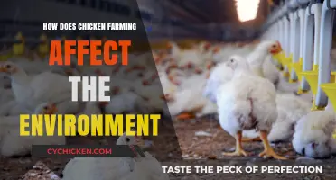 Environmental Impact of Chicken Farming: Sustainability Challenges and Solutions