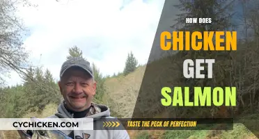 Decoding the Mystery: How Chicken Catches Salmon in Nature