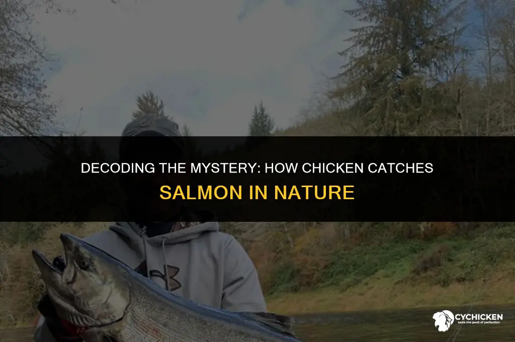 how does chicken get salmon