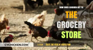 From Farm to Shelf: The Journey of Chicken to Your Grocery Store