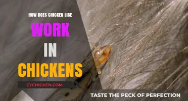 Understanding Chicken Lice: How They Affect and Spread in Poultry