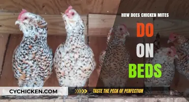 Chicken Mites on Beds: Risks, Prevention, and Effective Removal Tips
