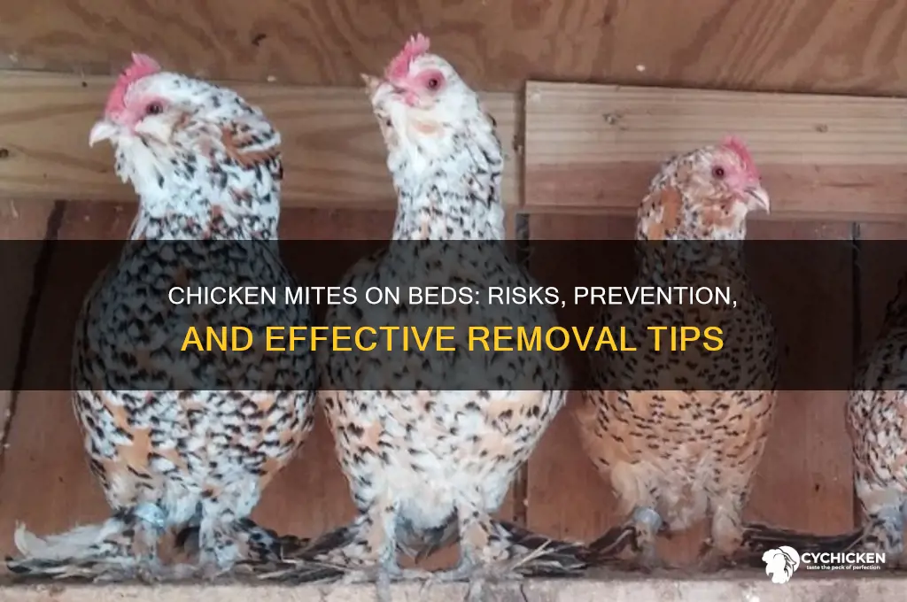 how does chicken mites do on beds