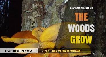 Understanding Chicken of the Woods Growth: Habitat, Conditions, and Lifecycle