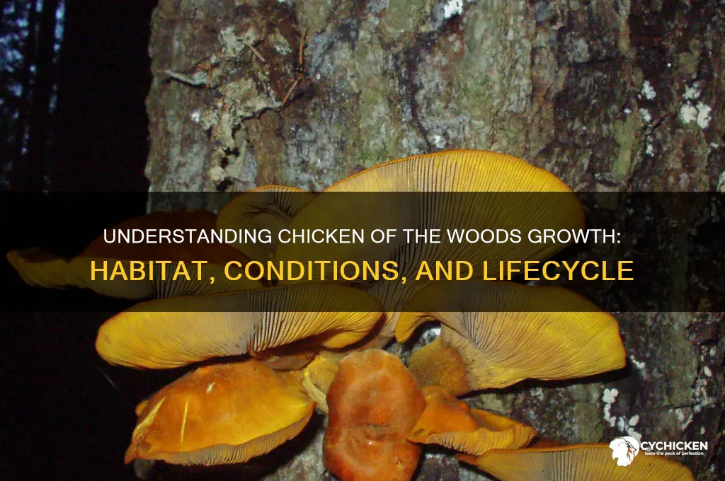 how does chicken of the woods grow