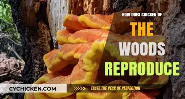 Chicken of the Woods Reproduction: Spore Release and Fungal Growth Explained