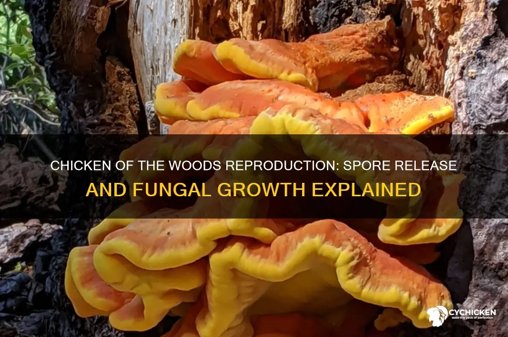 how does chicken of the woods reproduce