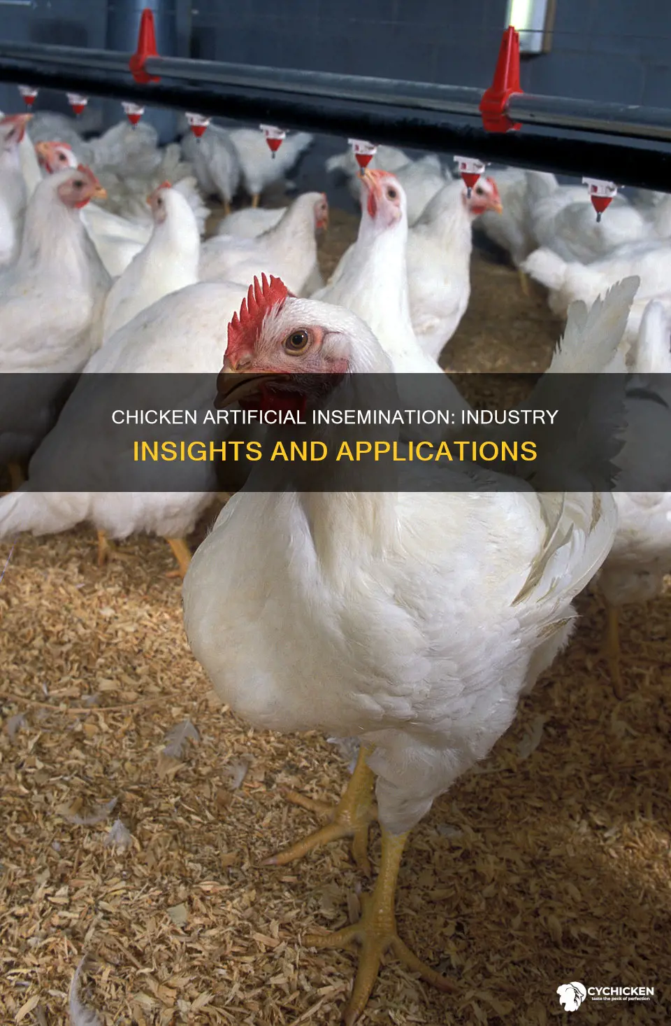 how does chicken procreation work artificial insemination in industry