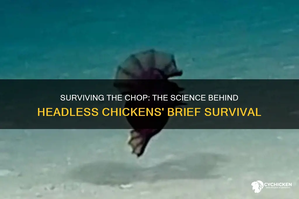 how does chicken survive with head cut off