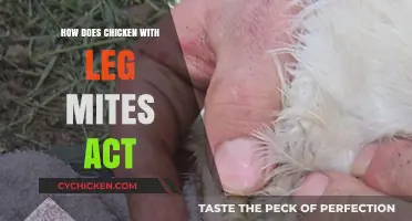 Understanding Chicken Behavior: Signs and Impact of Leg Mites Infestation