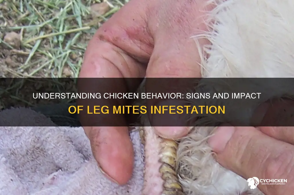 how does chicken with leg mites act