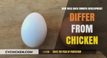 Distinct Developmental Stages: Duck Embryos vs. Chicken Embryos Explained