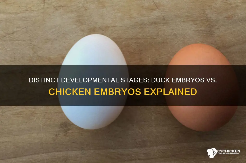 how does duck embryo development differ from chicken