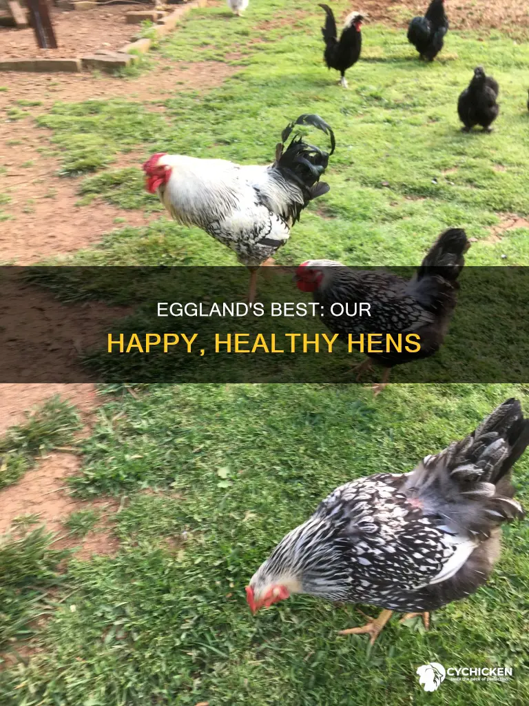 how does eggland best take care of their chicken