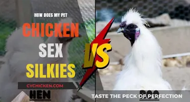 Identifying Silkie Chicken Gender: A Beginner's Guide to Sexing Your Flock