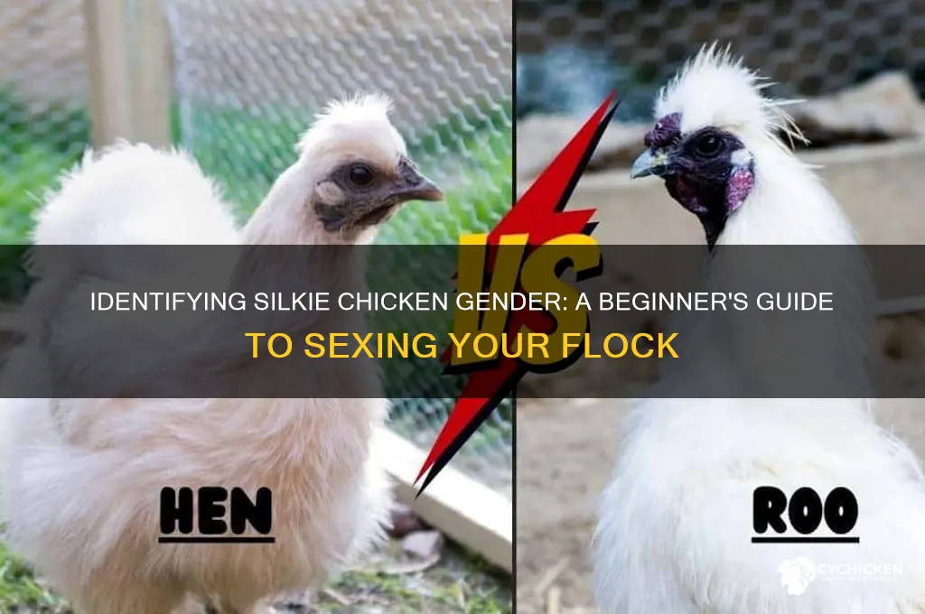 how does my pet chicken sex silkies