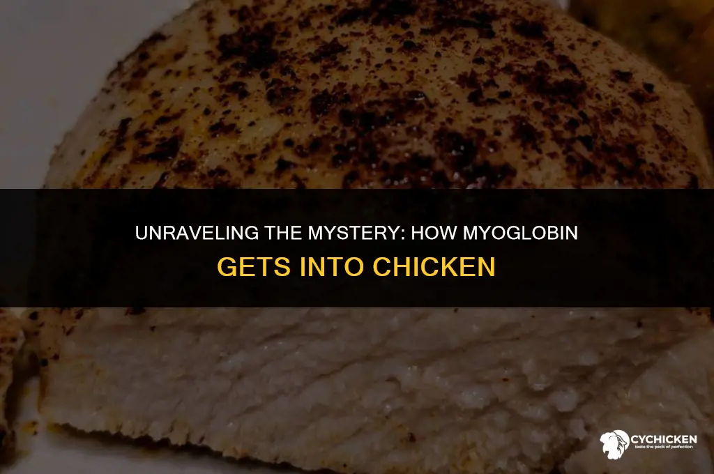 how does myoglobin get into chicken