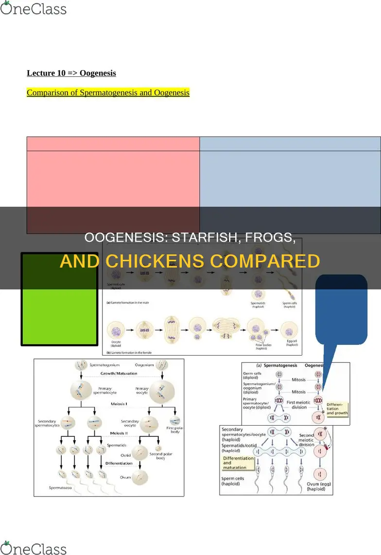 how does oogenesis compare in starfish frog and chicken testis