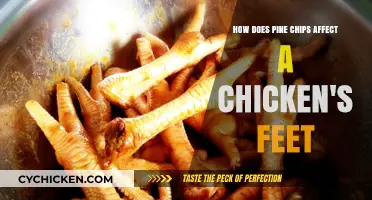 Pine Chips: Good or Bad for Chicken Feet?