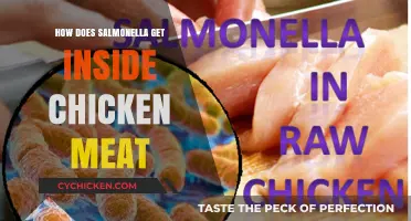 Unveiling the Mystery: How Salmonella Infiltrates Chicken Meat