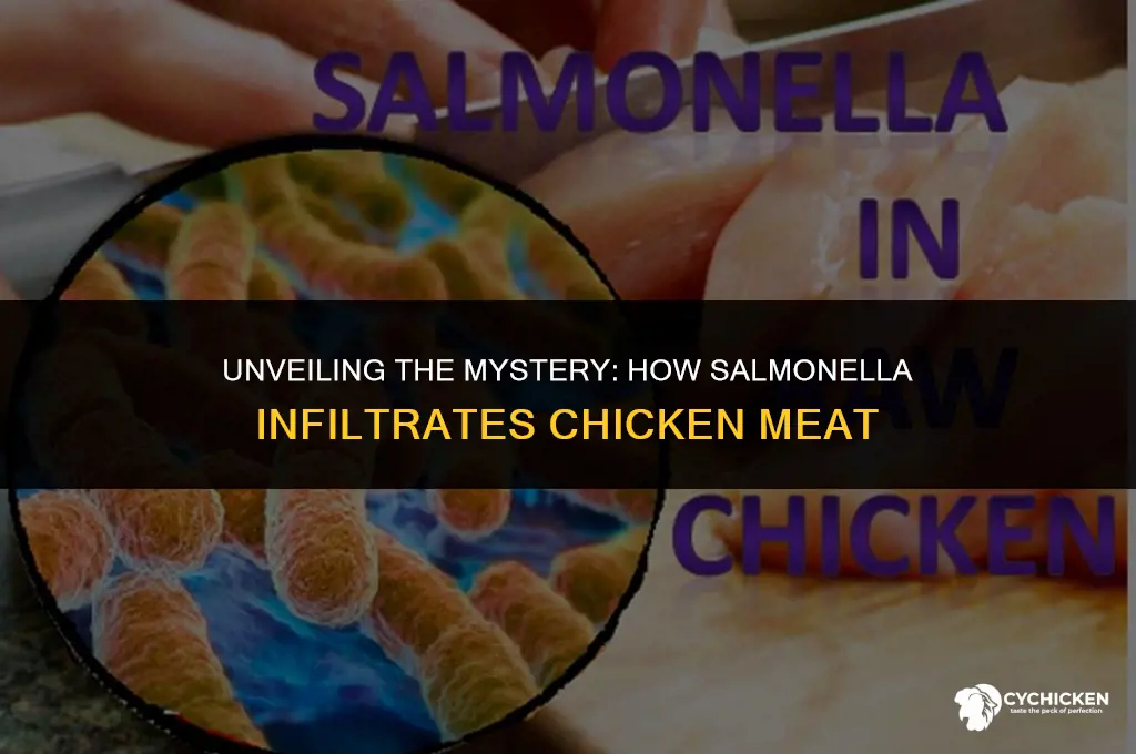 how does salmonella get inside chicken meat