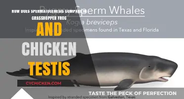 Spermatogenesis: Frogs, Chickens, and Grasshoppers Compared
