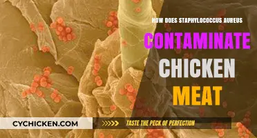 Understanding Staphylococcus Aureus Contamination in Chicken Meat: Causes and Risks