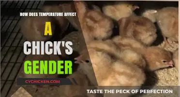 Temperature's Role in Determining Chick Gender: Unraveling the Science