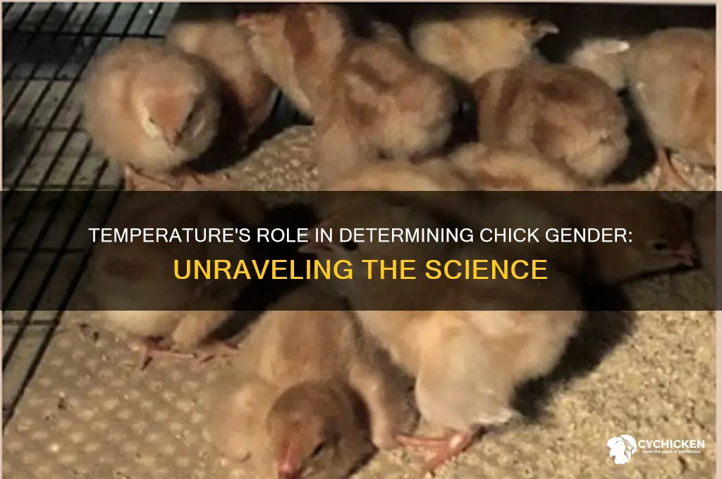 how does temperature affect a chick