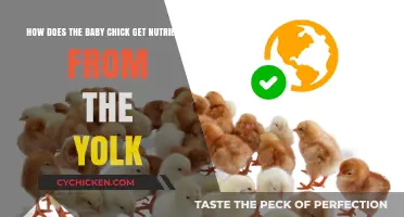 Unlocking Nutrition: How Baby Chicks Absorb Yolk Nutrients