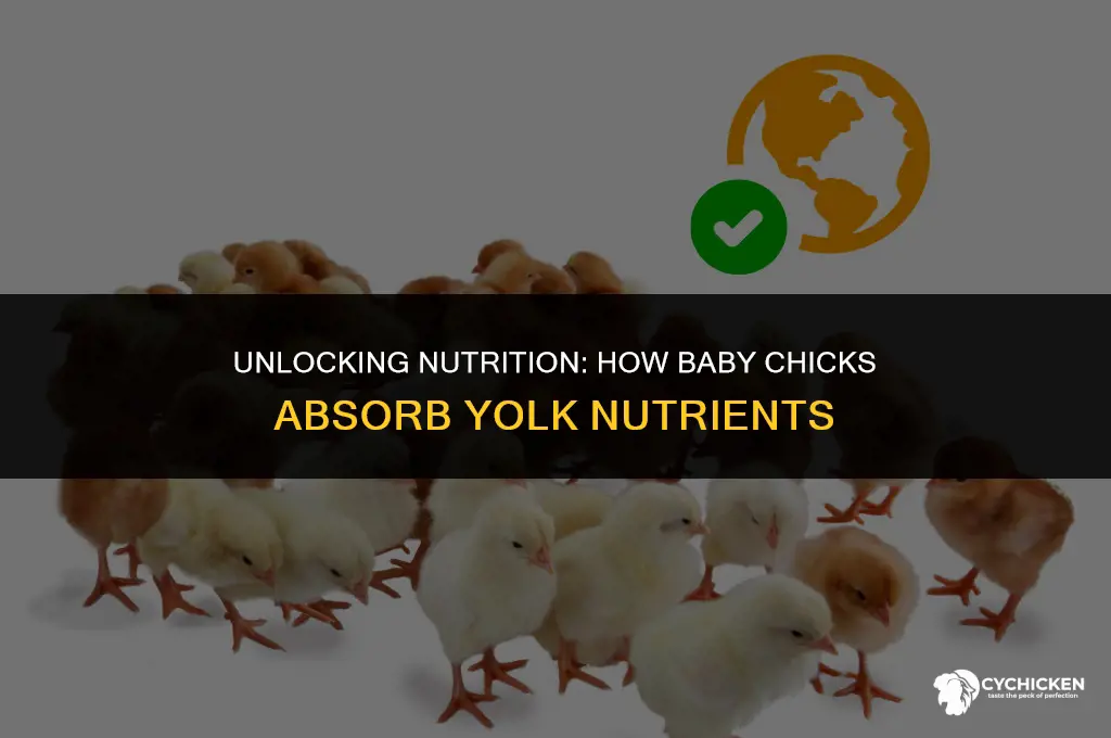 how does the baby chick get nutrients from the yolk