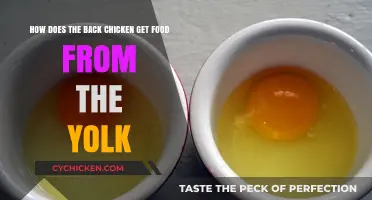 Unveiling the Mystery: How the Back Chicken Accesses Yolk Nutrition