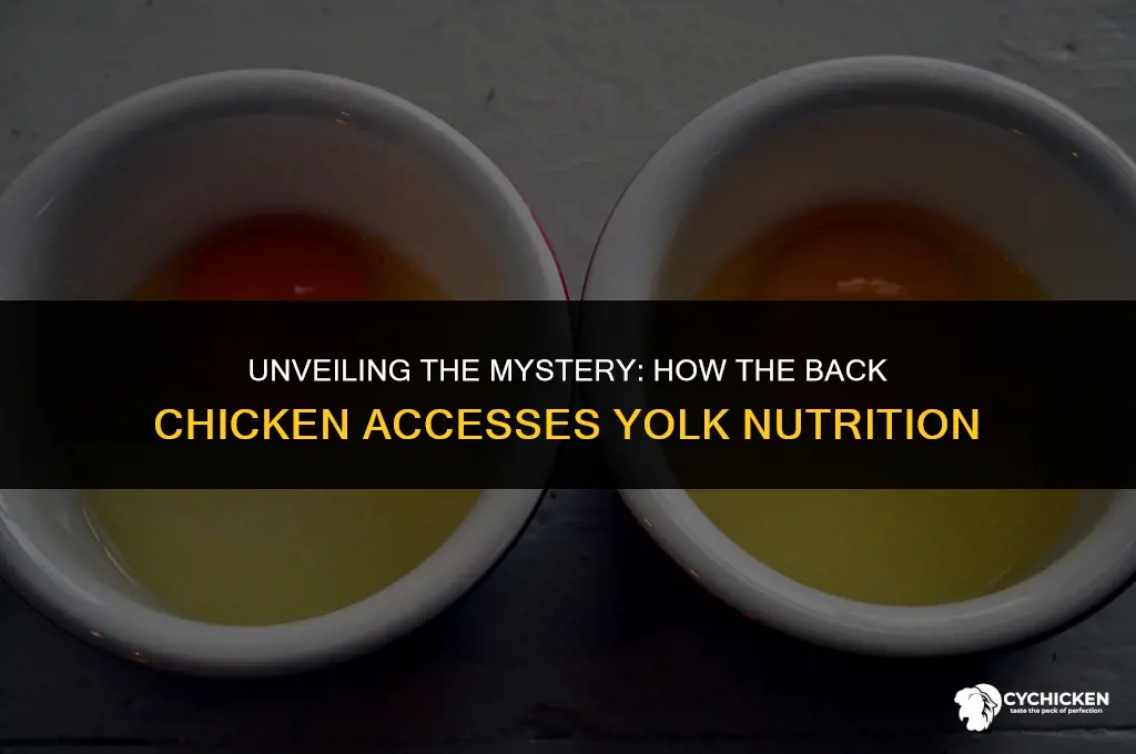 how does the back chicken get food from the yolk