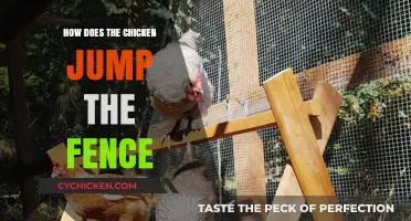 How Chickens Jump Fences: Techniques, Reasons, and Prevention Tips