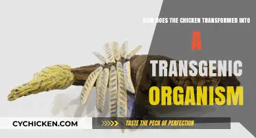 Transgenic Chickens: How Genetic Engineering Transforms Poultry