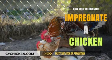 Understanding Rooster-Chicken Mating: The Process of Fertilization Explained