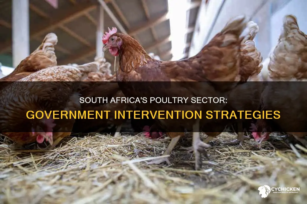how does the south african government intervene support chicken production