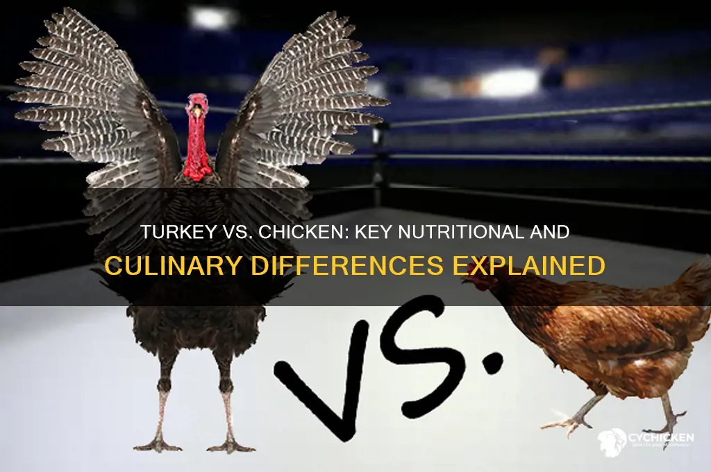 how does turkey meat differ from chicken