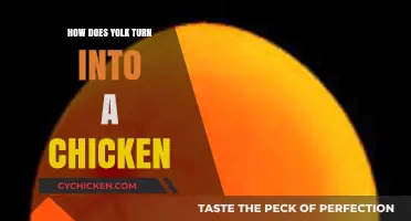 From Yolk to Chick: The Fascinating Journey of a Chicken's Birth