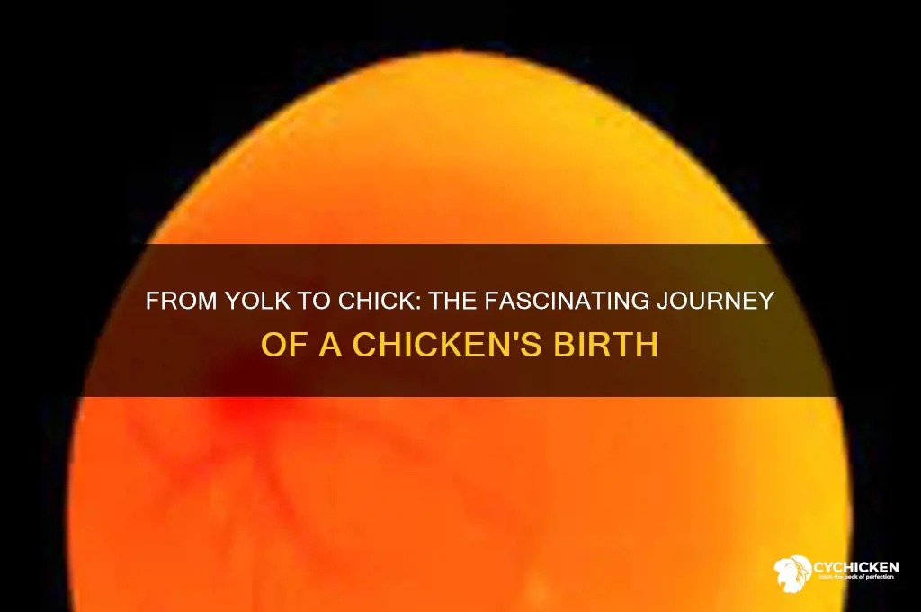 how does yolk turn into a chicken