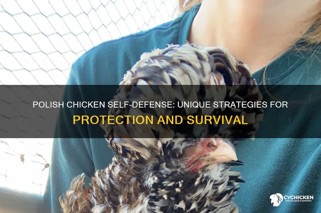how dose a polish chicken defend its self