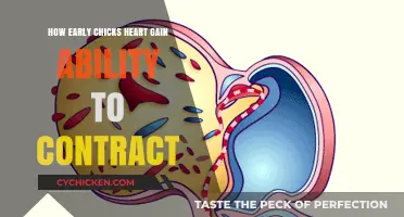 Early Chick Heart Development: When Contractility Begins in Embryos