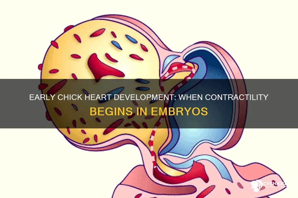 how early chicks heart gain ability to contract