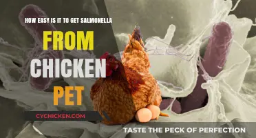 Unveiling the Truth: Can Your Chicken Pet Pose a Salmonella Risk?