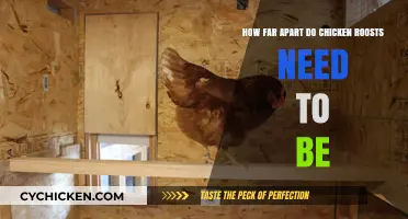 Chicken Roost Spacing: How Far Apart?