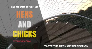 Planting Hens and Chicks: Spacing for Healthy Growth