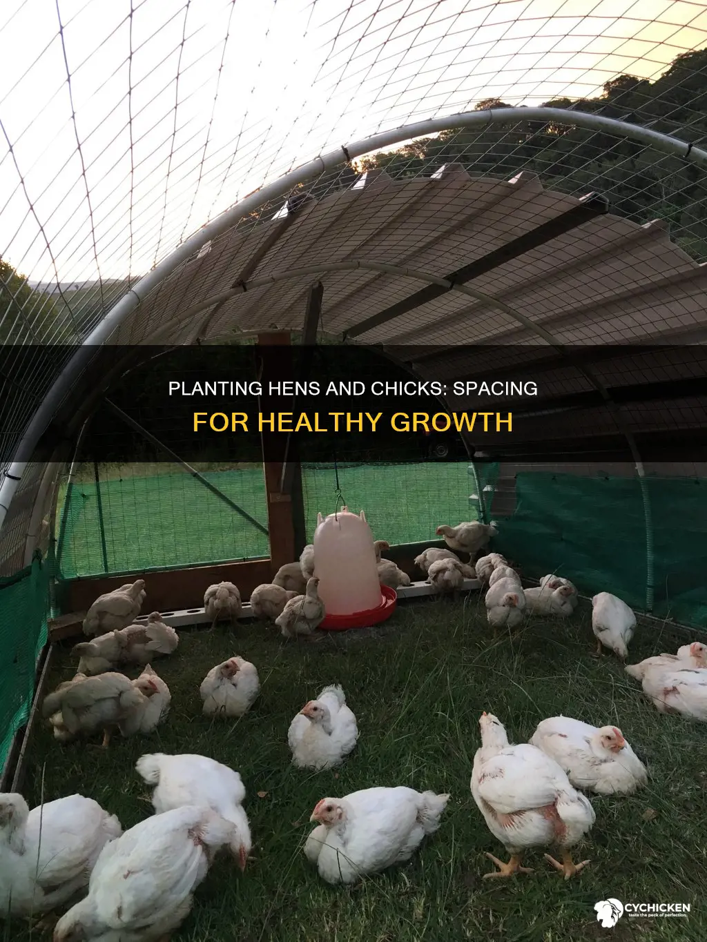how far apart do you plant hens and chicks