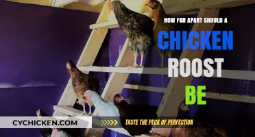 Optimal Chicken Roost Spacing: A Guide to Happy, Healthy Flocks