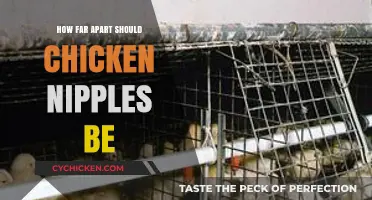 Optimal Spacing for Chicken Nipple Waterers: A Practical Guide